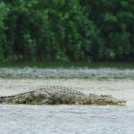 Andaman and Nicobar Islands, animal migration, Avni tigress, crocodiles, culling, endangered species, IUCN Red List, marginalised communities, saltwater crocodiles, territorial animals, nilgai, wild boar, culling, macaques,