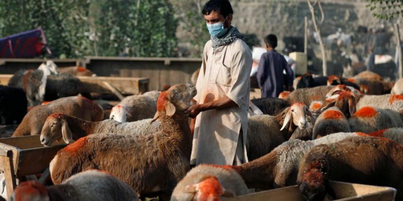 The True Meaning Of Qurbani The Essence Of Sacrifice Seems Forgotten