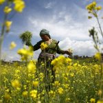 A woman works in a field of mustard. Credit: Reuters