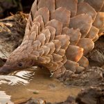 A ground pangolin. Credit: usfwshq/Flickr, CC BY 2.0