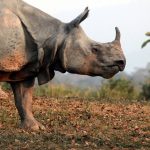 One-Horned-Rhino-In-Kaziranga-National-Park-credit-Subhomoy-Bhattacharjee-1