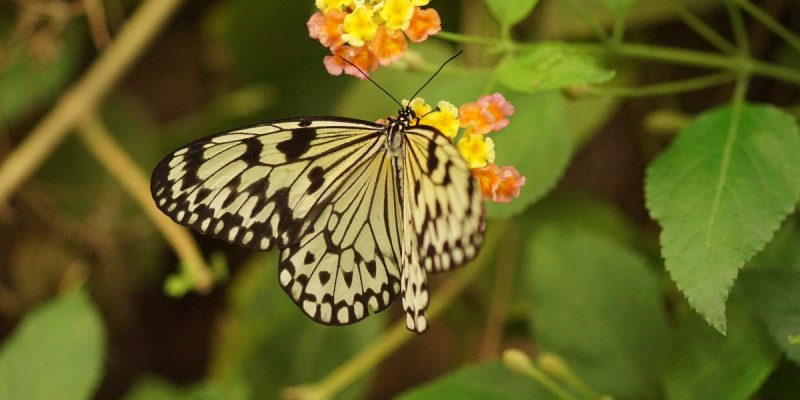 Munich Study Confirms Severe Decline in Insect Populations in Germany - The Wire