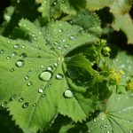 rain-flickr