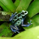 1200px-Färberfrosch_Dendrobates_tinctorius