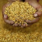 foodgrains-reuters