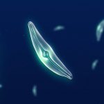 idea_diatoms-nasa-c-1920