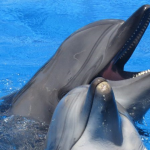 dolphins