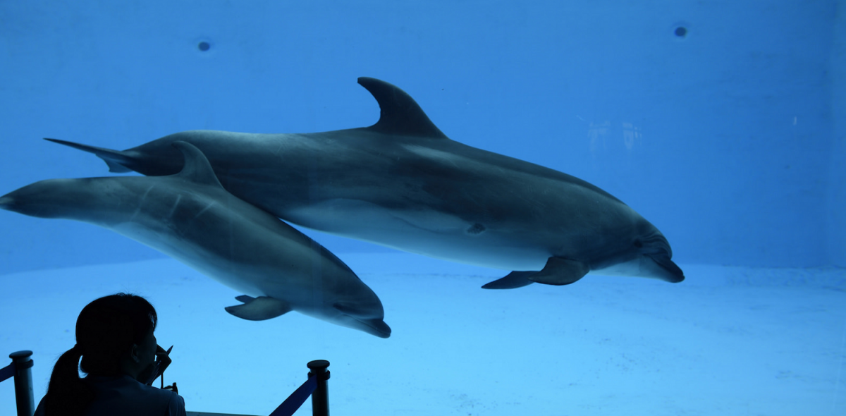 How Dolphins Learn to Work Together for Rewards