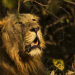 gir-lion-reuters