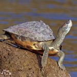 Indian_tent_turtle_Pangshura_tentoria_tentoria