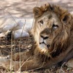 lion-story_650_051015103136