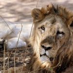 lion.-rtr