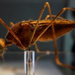 2018-09-24T152800Z_1_LYNXNPEE8N1AZ_RTROPTP_4_HEALTH-MALARIA-MOSQUITOES