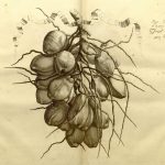An illustration of the coconut tree from Hortus Malabaricus, with names in Latin, Malayalam, Arabic and Konkani written in the Nagari script. Credit: K.S. Manilal