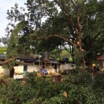 aarey-4