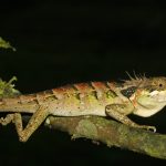 Western Ghats, Calotes, rock agamas, diversity hotspot, Agasthyamalai hills, Kudremukh national park, Meghamalai, Nilgiri hills