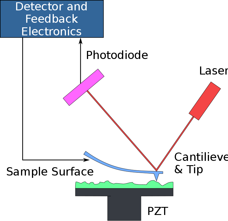 Schematic illustration of how atomic force microscopy works. Credit: Wikimedia Commons