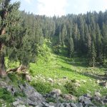 Hirpora wildlife sanctuary, J&K, Jammu and Kashmir, Shopian district, markhor, wild goat, Wildlife Protection Act 1972, J&K forest department, human animal conflict, Department of Wildlife Protection, Mughal Road, musk deer
