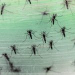 zika virus, zika virus india, jaipur zika virus