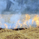 torrefied pellets, biochar, gasification, syngas, Happy Seeders, Punjab farmers, air pollution, cold storages, rice wheat crop cycle, plasma gasification, aviation transport fuel, municipal solid waste, briquette, NTPC Dadri, coking coal, rural employment, Jhajjar,
