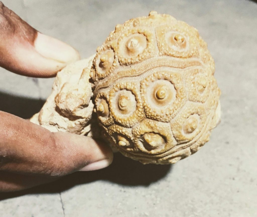 Found and Lost An Indian Fossil Hunter’s Chase for Dinosaur Relics