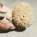 The cidaris fossil, a relic of a slate-pencil sea urchin. Credit: Anupama Chandrasekaran