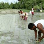 Paddy transplantation was delayed in Bihar this year due to an extended dry spell during the monsoon