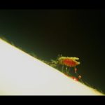 mosquito