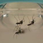 imgmalaria