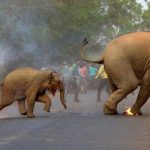 Elephant-conflict