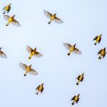 science communication, scicomm, field notes, biology, Lalbagh botanical gardens, Bangalore, Bengaluru, citizen science initiatives, citizen science, eBird, Cassia fistula, Kanikonna, flowering patterns, Vishu festival,