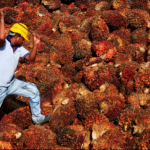 india-palm-oil-rt