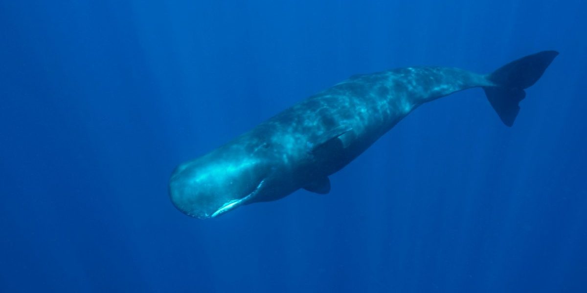 Sperm whale in Indonesia found with 1000 plastic pieces in stomach