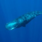 sperm-whale