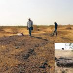 Indopithecus, Sivapithecus, palaeontology, Kutch, Gujarat, Tapar, Hari Talyanagar, Miocene epoch, ape fossils, Himalaya, Hipparion, CT scan, carbon dating, Birbal Sahni Institute of Palaeosciences, marine fossils, human evolution, canine, molar teeth,