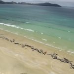 2018-11-26T030325Z_1_LYNXNPEEAP03G_RTROPTP_4_NEWZEALAND-WHALES