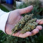 marijuana
