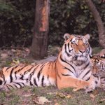 Tigress Avni, T1 tigress, Asghar Ali Khan, National Tiger Conservation Authority, NTCA, Arms Act 1959, Wildlife Protection Act 1972, Shafat Ali Khan, Yavatmal, standard operating procedure, Devendra Fadnavis, Maharashtra,