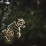 protected areas, snow leopard, Spiti, pastoral communities, Kashmiri wool, World Wildlife Fund, livestock, free-ranging dogs, human-wildlife conflict, livestock, habitat degradation, Namdapha, Dihang Dibang, Bogibeel Bridge, Arunachal Pradesh, Assam, climate change,