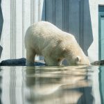 climate change, COP24, Katowice, Poland, Paris Agreement, non-party stakeholders, Climate Observatory, greenhouse gas emissions, UNFCCC, 1.5 degrees celsius, Intergovernmental Panel on Climate Change, IPCC,