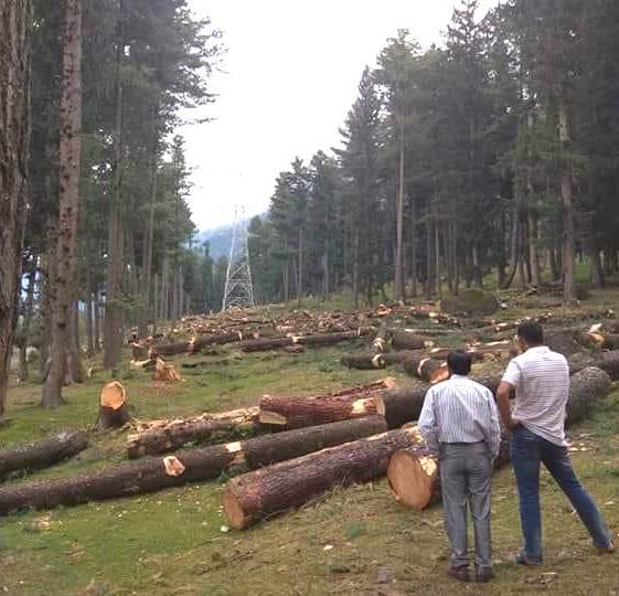 Trees chopped for the Alastang-Leh transmission line. Credit: Mudasir Ahmad