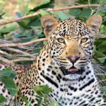 leopard-1036455_1280