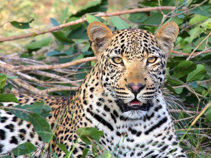 Genes Hint India’s Leopards Population Fell a Century or Two Ago – The