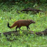 Indian mongoose, mongoose hair, mongoose hairbrush, Irulas, Narikuravar, Gond tribe, Madras Crocodile Bank Trust, Tamil Nadu, Kerala, Bijnor, Uttar Pradesh, Meerut, Wildlife Trust of India, Wildlife Crime Control Bureau, CITES Agreement, Wildlife Protection Act 1972,