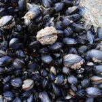 A bed of blue mussels. Credit: Wikimedia Commons