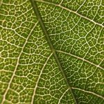 photosynthesis, photorespiration, tobacco plant, RuBisCO, oxygen, carbon dioxide, Green Revolution, transgene, glycolate, RNA interference, rice, wheat, soybean,