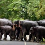 KL-elephants-social