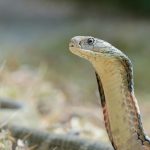 king-cobra