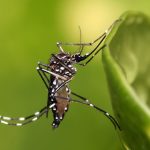 fabclavine, Xenorhabdus, organic products, Aedes aegypti, malaria, dengue, yellow fever, Anopheles gambiae, Culex pipiens, insecticide, DEET, picaridin, National Institute of Malaria Research, spatial repellents, mosquito repellants, contact repellant,