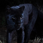 black-leopard